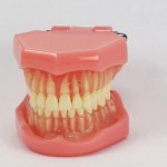 JX®M7005 歯科デントリムーバブル標準正歯模型