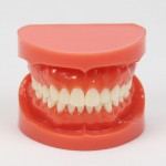 歯科教学成人標準モデル1:1