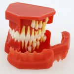 歯列モデル模型　永久歯デモンストレーション教学 研究用模型 4006# 歯科模型