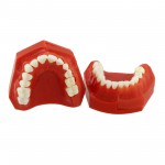 歯列モデル模型　永久歯デモンストレーション教学 研究用模型 4006# 歯科模型