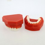 歯列モデル模型　永久歯デモンストレーション教学 研究用模型 4006# 歯科模型