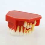 歯列モデル模型　永久歯デモンストレーション教学 研究用模型 4006# 歯科模型