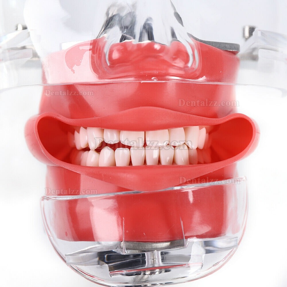 歯科用マネキンファントムヘッドモデル 歯トレーニングシミュレーターベンチマウント