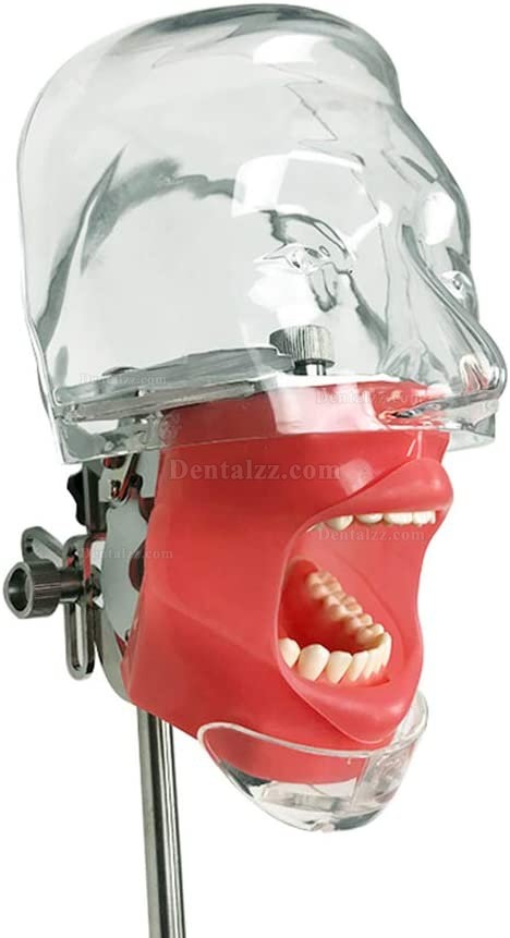 歯科用シミュレーターマネキンファントムヘッドモデル ベンチマウント 360度調整