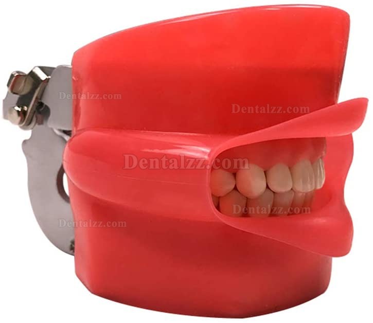 歯科用シミュレーターマネキンファントムヘッドモデル ベンチマウント 360度調整