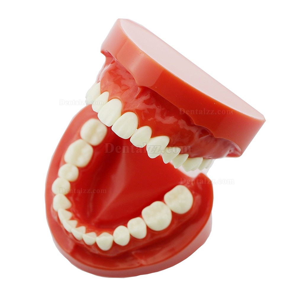 歯科上下顎180度開閉式標準教学模型 歯磨き指導用観賞用歯列模型 レッドベース 赤