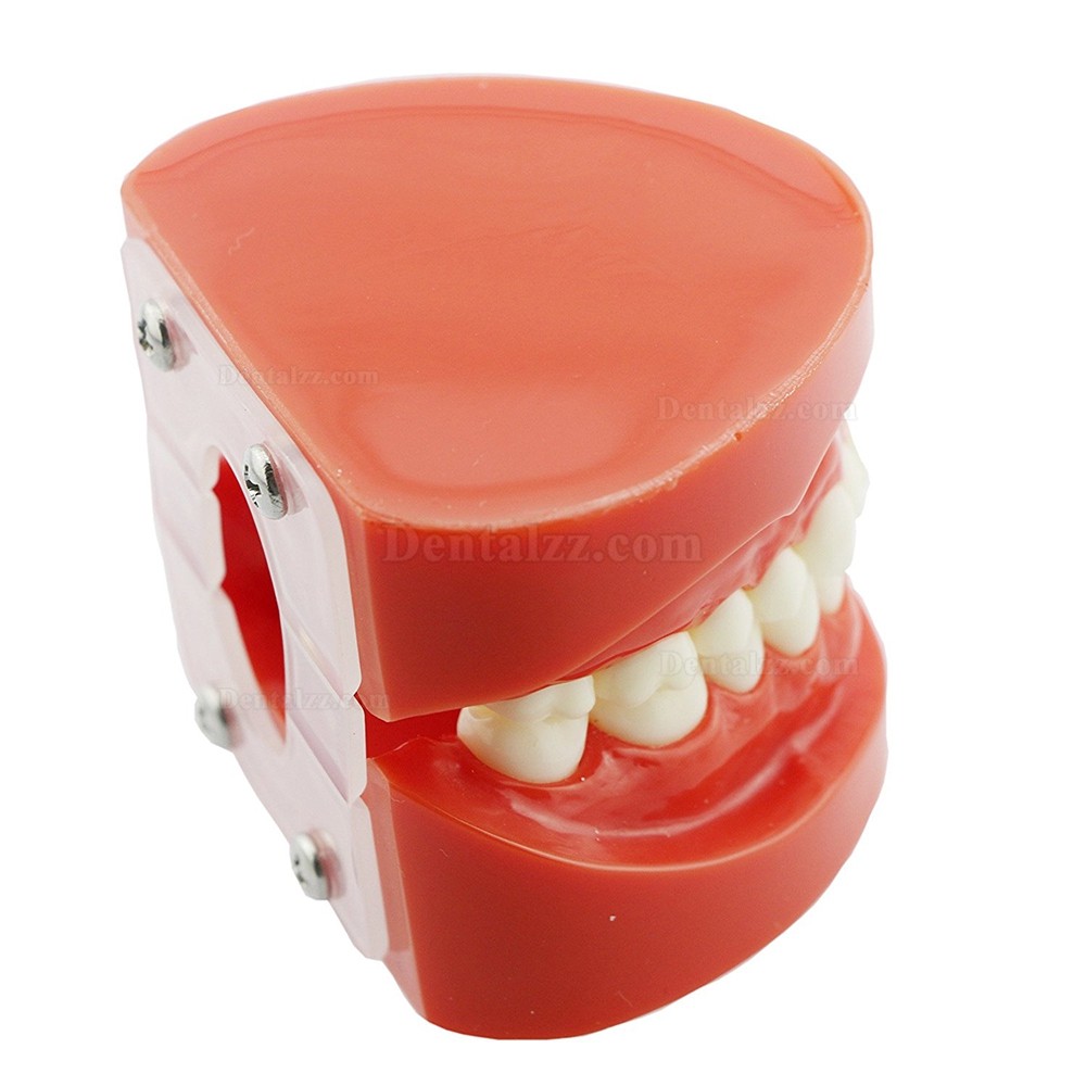 歯科上下顎180度開閉式標準教学模型 歯磨き指導用観賞用歯列模型 レッドベース 赤
