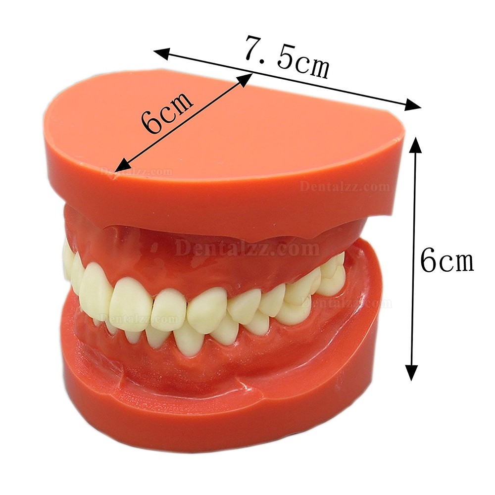 歯科上下顎180度開閉式標準教学模型 歯磨き指導用観賞用歯列模型 レッドベース 赤