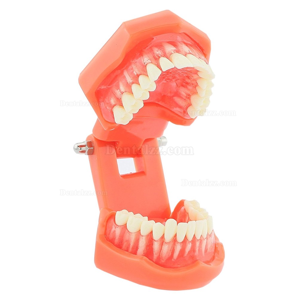 歯科歯磨き指導研究治療説明用標準教学模型上下顎180度開閉式歯列模型脱着可能 赤ベース