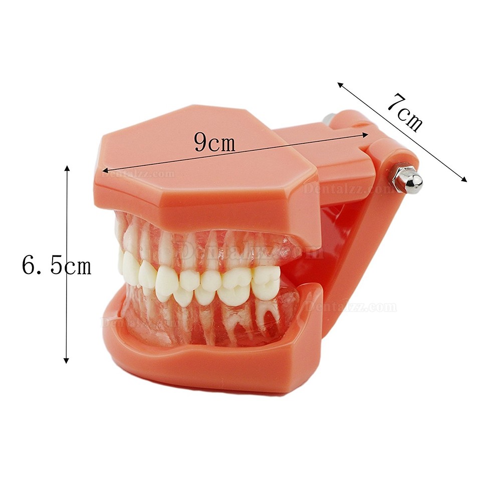 歯科歯磨き指導研究治療説明用標準教学模型上下顎180度開閉式歯列模型脱着可能 赤ベース