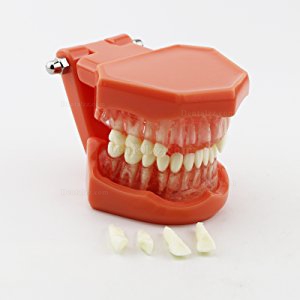 歯科歯磨き指導研究治療説明用標準教学模型上下顎180度開閉式歯列模型脱着可能 赤ベース